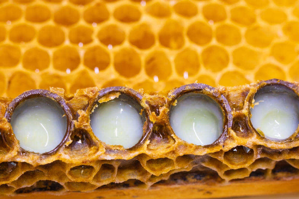 différence entre le miel et la gelée royale