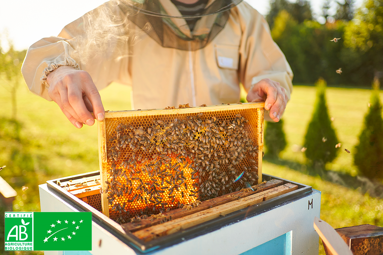 Tout savoir sur le miel biologique récolté en France